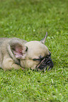 lying French Bulldog Puppy