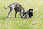 French Bulldog with Galgo Espanol