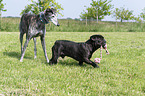 French Bulldog with Galgo Espanol