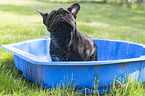 French Bulldog in the pool
