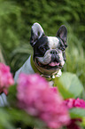 black-and-white French Bulldog