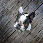 black-and-white French Bulldog