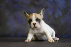 French Bulldog puppy