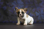 French Bulldog puppy