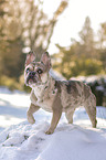 French Bulldog in the snow