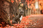 sitting French Bulldog