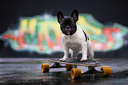 French Bulldog