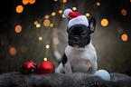 sitting French Bulldog