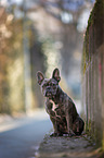 sitting French Bulldog