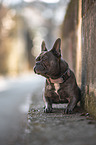 lying French Bulldog