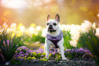 standing French Bulldog