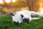 lying French Bulldog