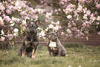 2 French Bulldogs