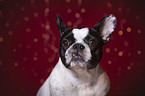 French Bulldog Portrait