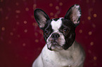 French Bulldog Portrait