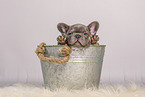 French Bulldog puppy