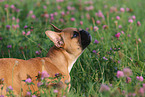 French Bulldog Portrait