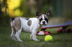 French Bulldog Puppy