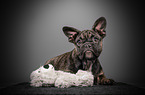 French Bulldog puppy