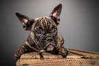 French Bulldog puppy