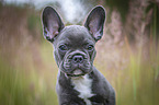 young French Bulldog