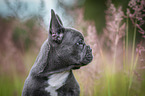 young French Bulldog