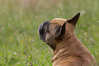 Fawn with french bulldog