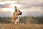 French Bulldog at stubble field