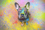 French Bulldog with holi colour