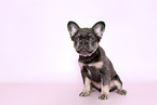 longhaired French Bulldog