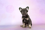 longhaired French Bulldog