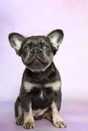 longhaired French Bulldog