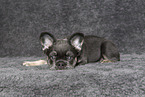 longhaired French Bulldog