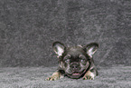 longhaired French Bulldog