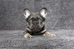longhaired French Bulldog