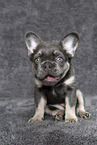 longhaired French Bulldog