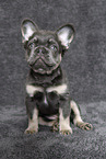 longhaired French Bulldog