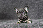 longhaired French Bulldog