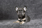 longhaired French Bulldog