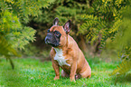 French Bulldog in summer