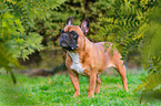 French Bulldog in summer