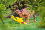 French Bulldog with toy