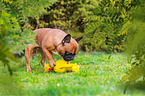 French Bulldog with toy