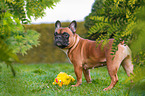 French Bulldog with toy