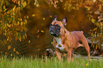 French Bulldog in autumn