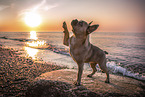 French Bulldog at the beach