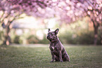 French Bulldog in spring