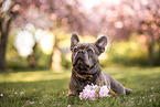 French Bulldog in spring