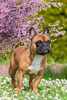 female French Bulldog