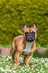 female French Bulldog